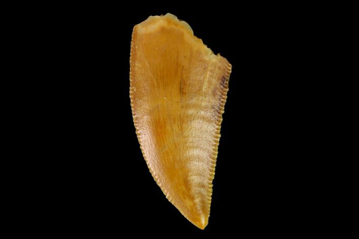 Serrated, Raptor Tooth - Real Dinosaur Tooth #149068